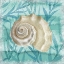 Picture of SHELLS ASHORE I