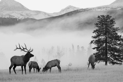 Picture of MOUNTAIN ELK