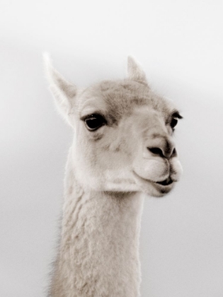 Picture of SOFT LLAMA