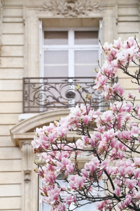 Picture of SPRING MAGNOLIAS IN PARIS