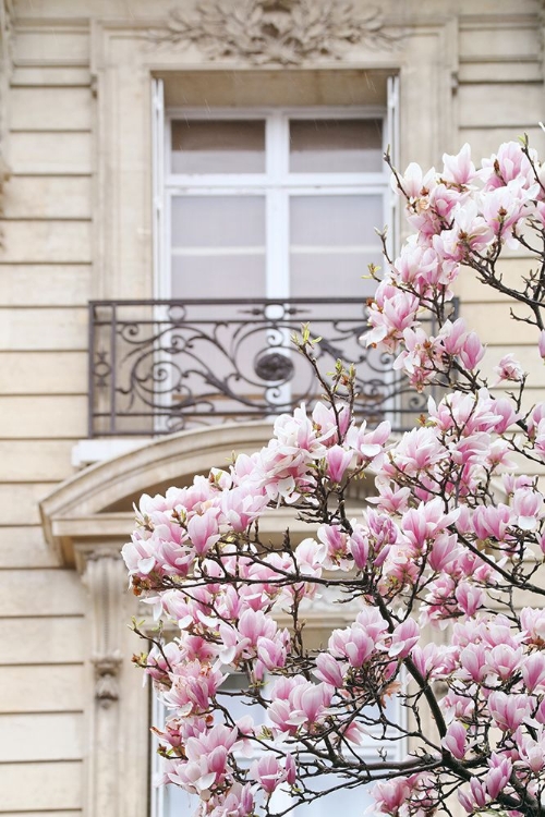 Picture of SPRING MAGNOLIAS IN PARIS