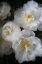 Picture of PARIS BLOOM - MARKET FLOWERS