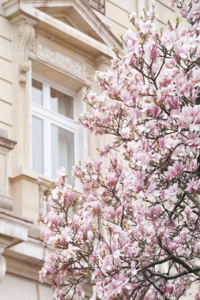 Picture of PINK SPRING MAGNOLIAS IN PARIS