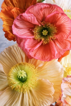 Picture of SPRING POPPIES