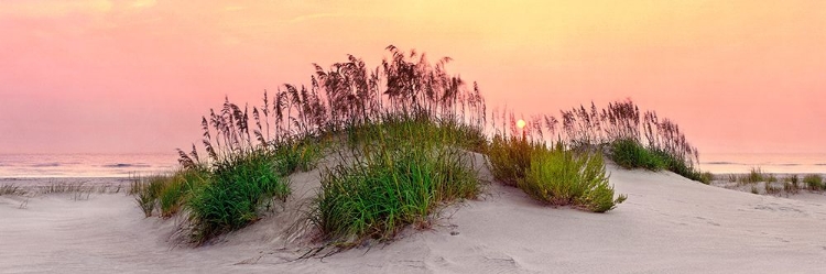 Picture of SEA OATS SUN