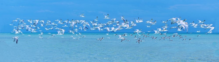 Picture of SUGARLIFE SEABIRDS