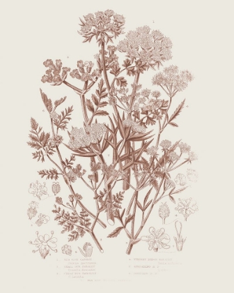 Picture of FLOWERING PLANTS IV BROWN