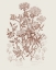 Picture of FLOWERING PLANTS IV BROWN