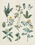 Picture of VICTORIAN GARDEN V LIGHT