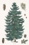 Picture of EVERGREEN BOTANICAL CHART