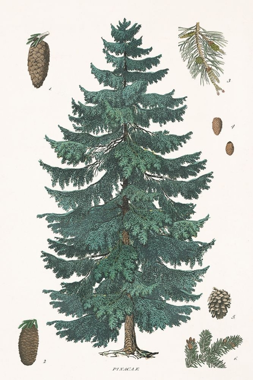 Picture of EVERGREEN BOTANICAL CHART