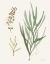 Picture of LEAF AND STEM III