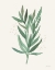 Picture of LEAF AND STEM VI