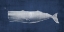 Picture of WHALE 1 V2