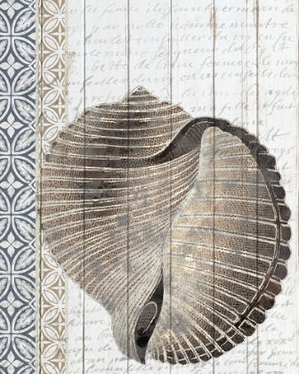 Picture of SHELLS 1