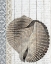 Picture of SHELLS 1