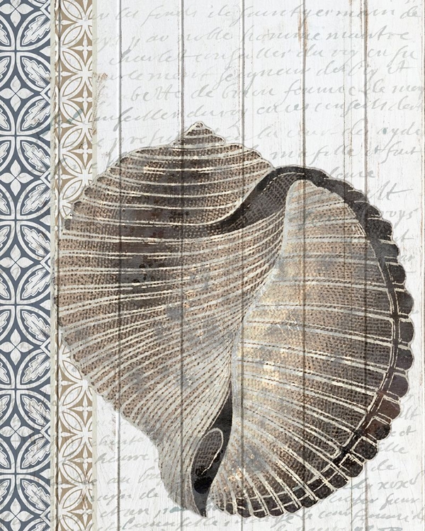 Picture of SHELLS 1