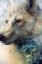 Picture of SNOW WOLF