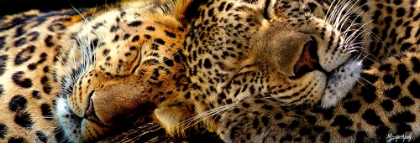 Picture of TWO SLEEPERS CHEETAHS