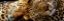 Picture of TWO SLEEPERS CHEETAHS