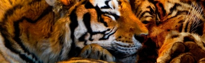Picture of TIGERS SLEEP
