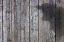 Picture of COW SHADOW