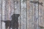 Picture of LAB AND SQUIRREL SHADOW
