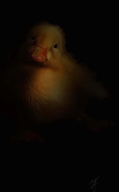 Picture of DUCKLING