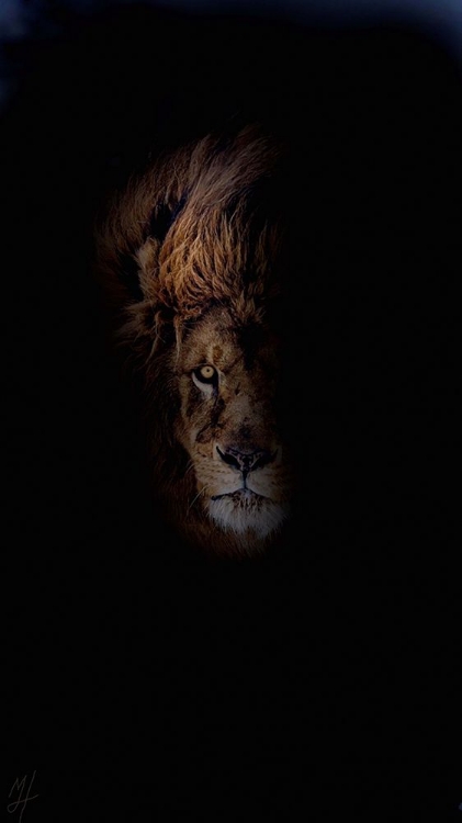 Picture of LION