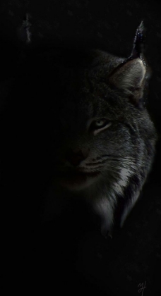 Picture of LYNX STARE