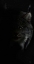 Picture of LYNX STARE