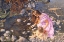 Picture of AGE OF INNOCENCE
