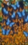 Picture of AUTUMN BUTTERFLIES