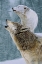 Picture of CALL OF THE WILD