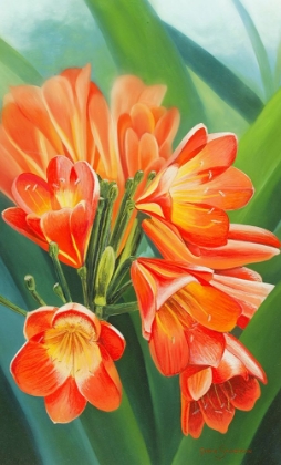 Picture of CLIVIA