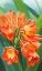 Picture of CLIVIA