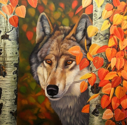Picture of COLOURS OF THE WOLF