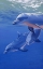 Picture of DOLPHIN SMILE