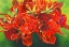 Picture of RED VASE