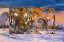 Picture of SIBERIAN SUNSET