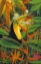 Picture of TOUCAN COLORS