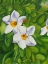 Picture of WHITE FLOWER