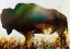 Picture of ROAMING THE PLAINS