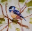 Picture of CHICKADEE DEE DEE