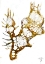 Picture of CELLULAR SERIES - MOOSE