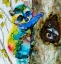 Picture of HIDE AND SEE