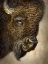 Picture of BISON TOTEM