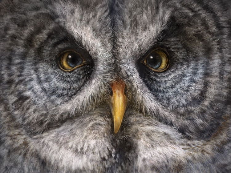 Picture of GREAT GREY OWL TOTEM
