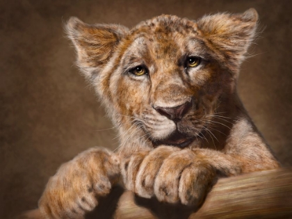 Picture of LION CUB