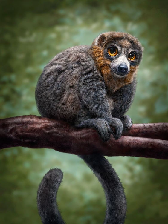 Picture of MONGOOSE LEMUR TOTEM